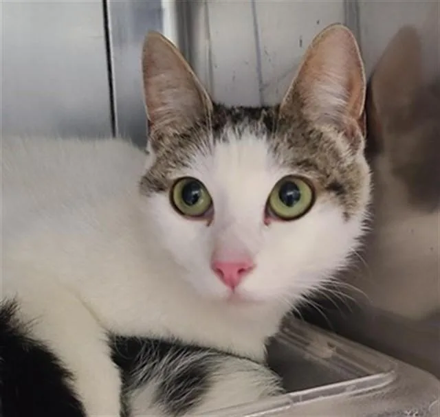 An adult large-sized female Domestic Short Hair cat named Peony for adoption in Camarillo, CA