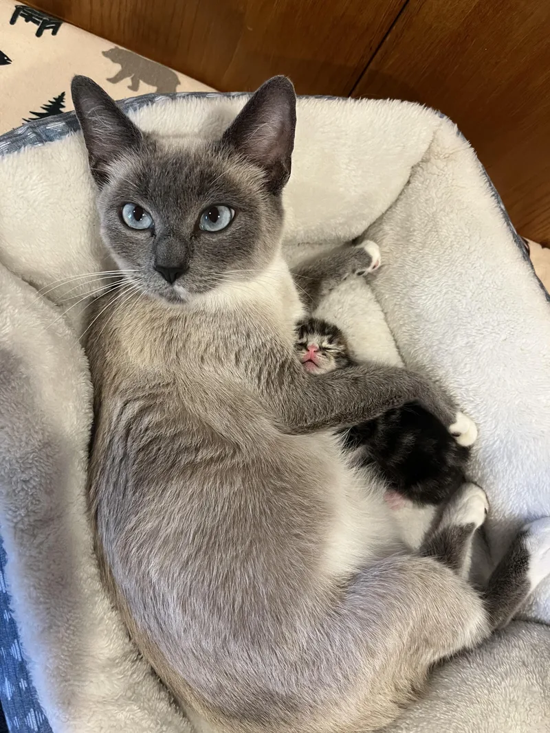 An adult medium-sized female Lilac Point Manx cat named Honey for adoption in Springfield, OR