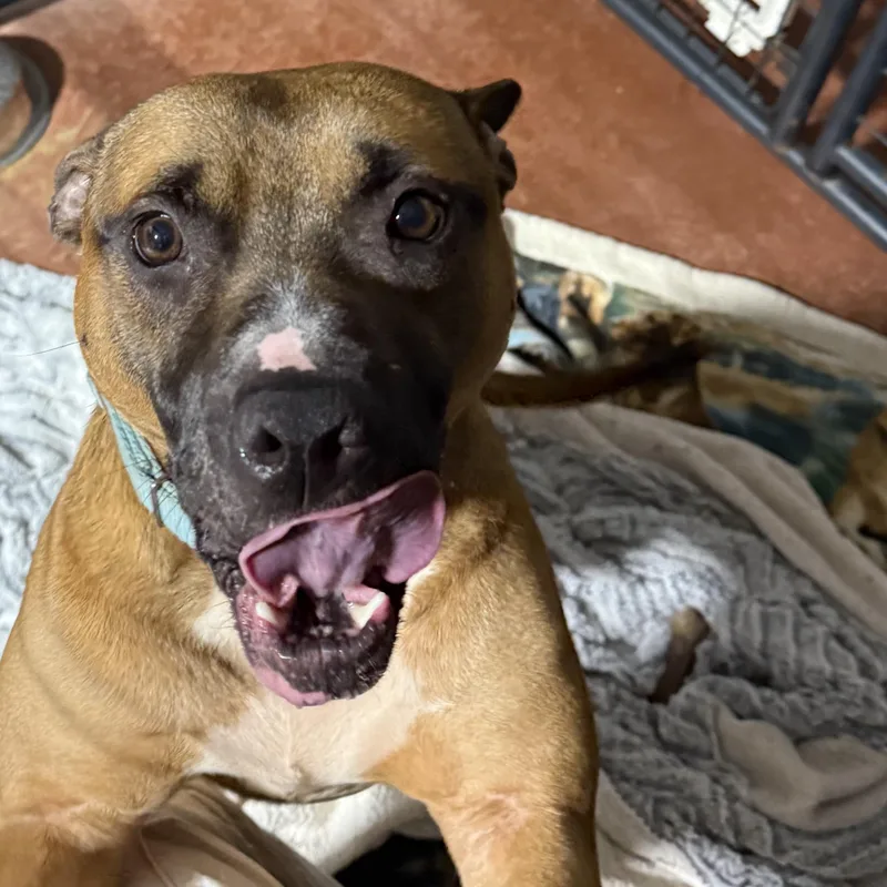 An adult medium-sized male Mixed Breed dog named Sawyer for adoption in Youngstown, OH