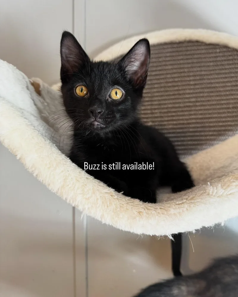 A baby medium-sized male Black American Shorthair cat named Buzz & Woody for adoption in Paonia, CO
