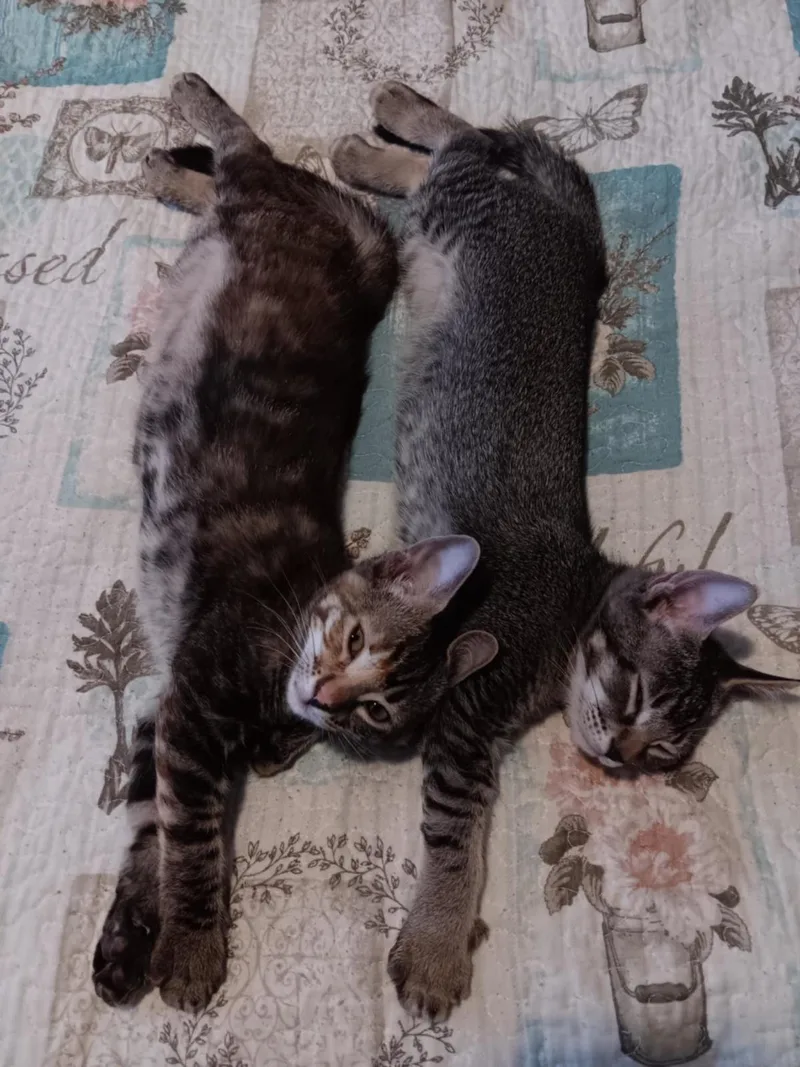 A young medium-sized female Tabby (Brown / Chocolate) Tabby cat named Miameow Macadamia Bonded With for adoption in Chandler, AZ
