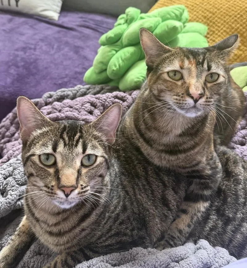 Miameow Macadamia Bonded With thumbnail 2