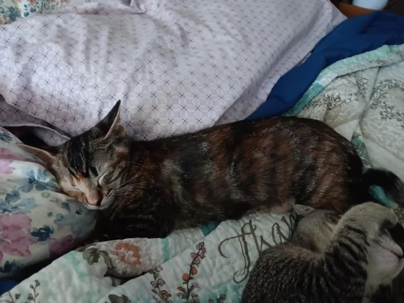 Miameow Macadamia Bonded With thumbnail 3