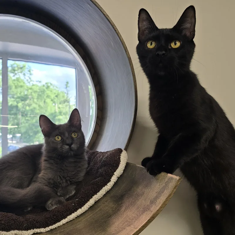 Niño thumbnail 4