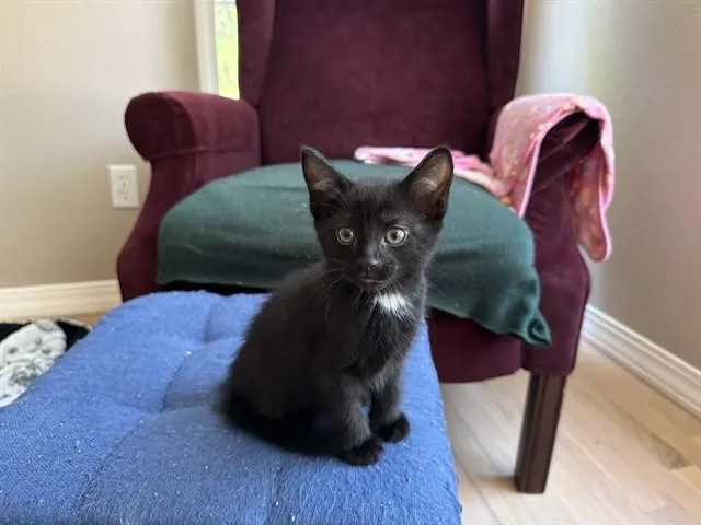 A baby small-sized male Domestic Short Hair cat named Freddy for adoption in Colorado Springs, CO