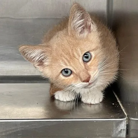 A baby small-sized male Orange / Red Domestic Short Hair cat named Quinn for adoption in Long Beach, CA