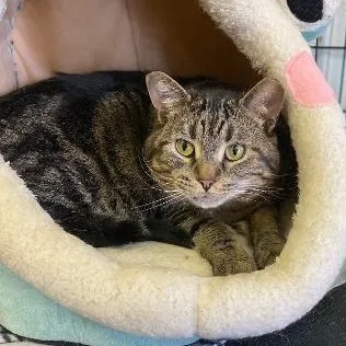 An adult medium-sized male Domestic Short Hair cat named Mirope for adoption in Kankakee, IL