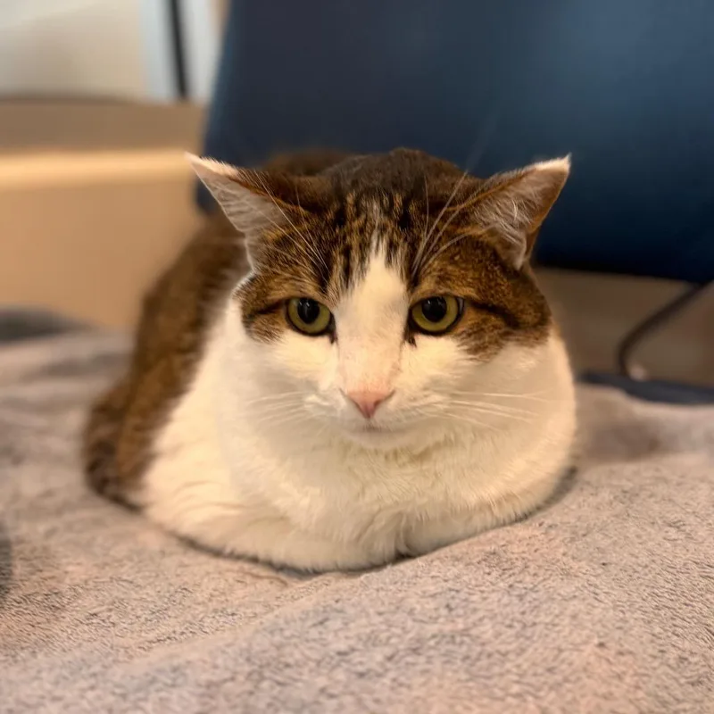 A senior large-sized male Brown / Chocolate Domestic Short Hair cat named Bubba for adoption in Fairport, NY