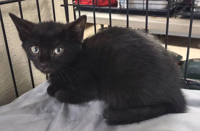 A baby medium-sized male Black Domestic Short Hair cat named Zephyr for adoption in Albemarle, NC