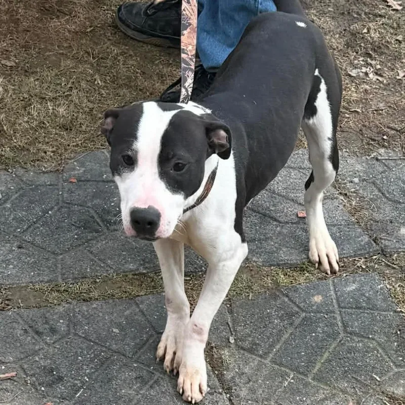 A young medium-sized female White / Cream Pit Bull Terrier dog named Riley for adoption in Lima, OH