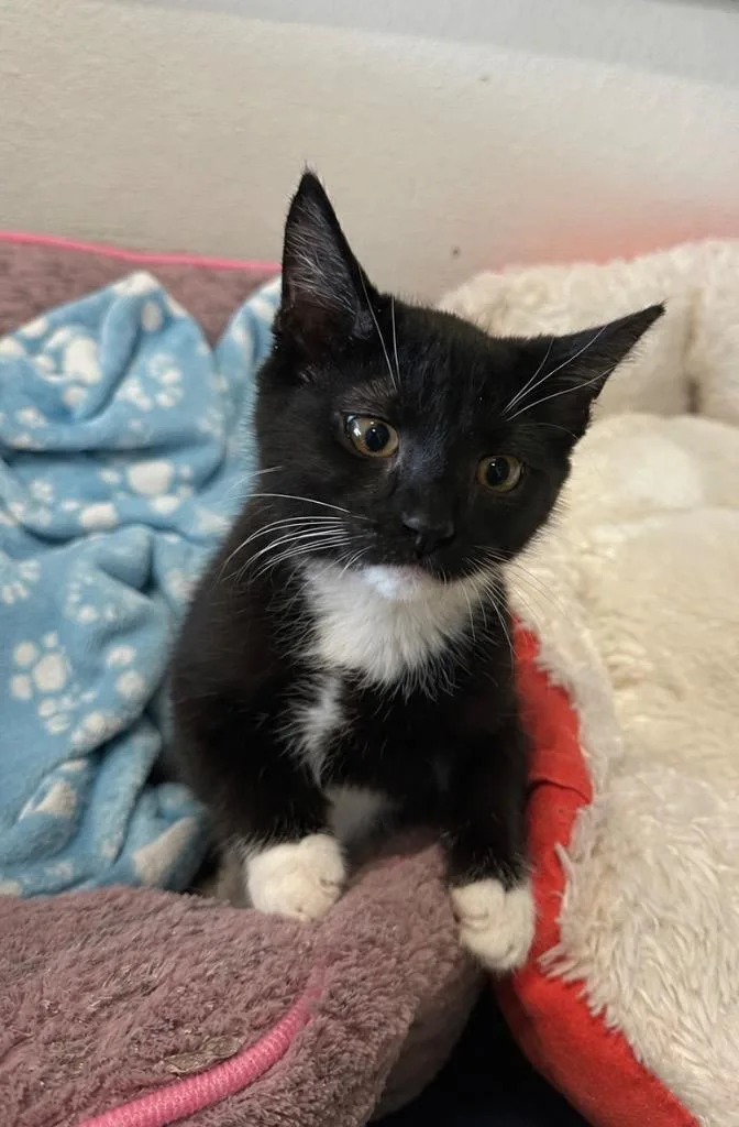 A baby small-sized female Domestic Short Hair cat named Autumn for adoption in Newberg, OR