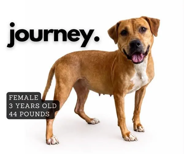 A young large-sized female Mixed Breed dog named Journey for adoption in Ashland, KY