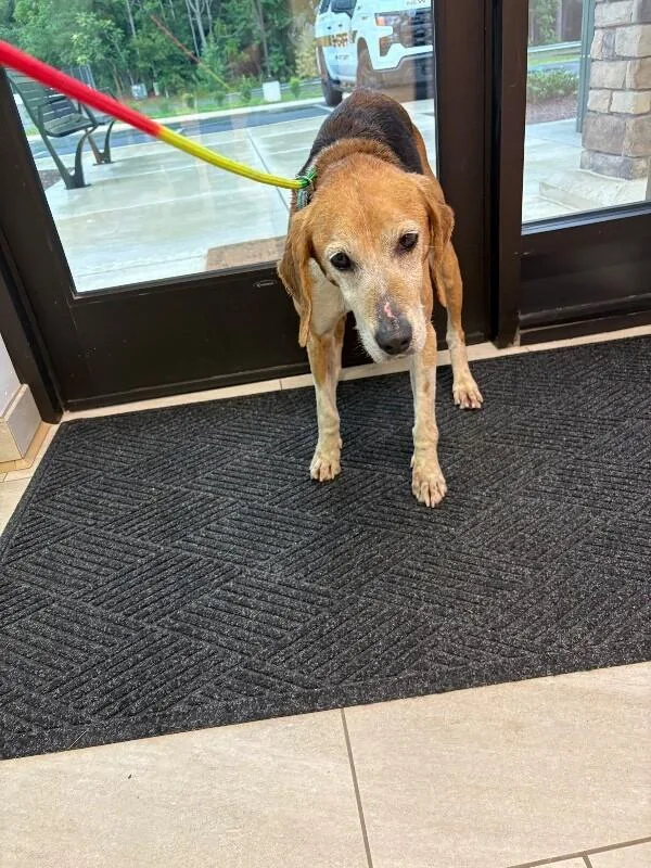 An adult medium-sized female Tricolor (Brown, Black, & White) Hound dog named Tala for adoption in Providence Forge, VA