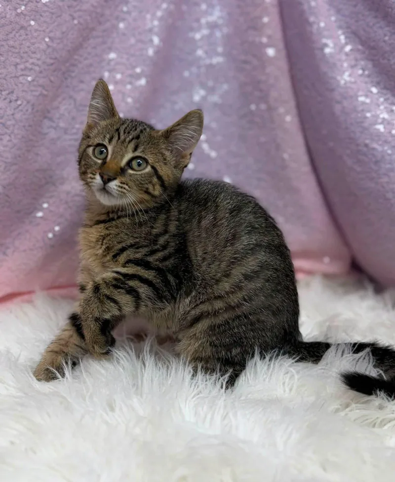 A young medium-sized female Domestic Short Hair cat named Saltine for adoption in Clarkesville, GA