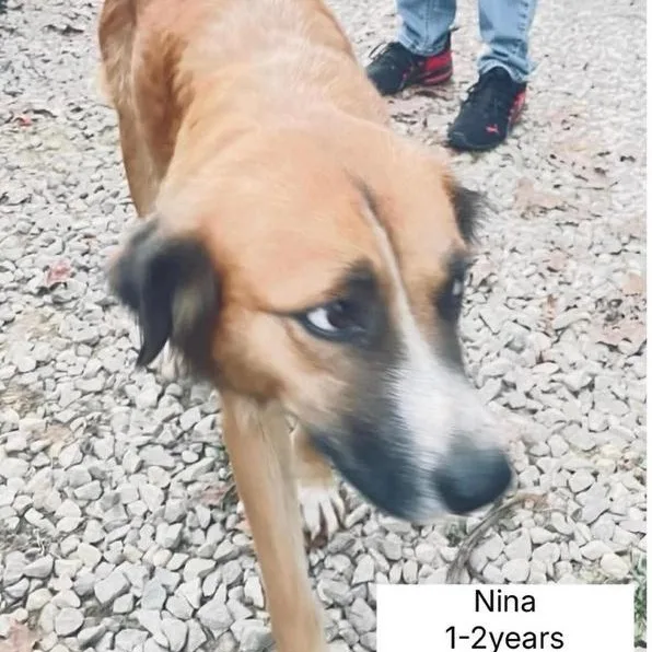 A young medium-sized female Tricolor (Brown, Black, & White) German Shepherd Dog named Nina for adoption in Lemont, IL