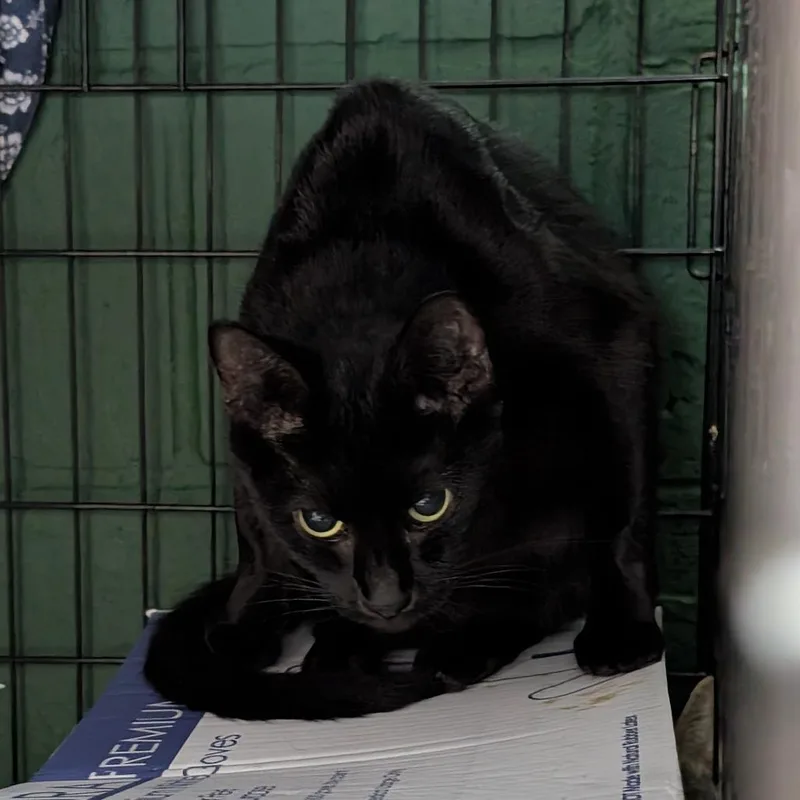 An adult medium-sized female Domestic Short Hair cat named Sierra for adoption in Tacoma, WA