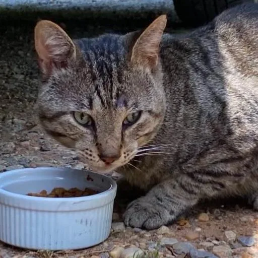 An adult small-sized male Black Domestic Short Hair cat named Brent for adoption in Winchester, VA