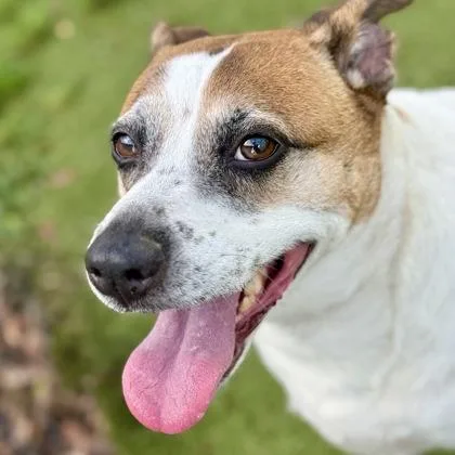 An adult medium-sized female Mixed Breed dog named Sammie for adoption in Largo, FL