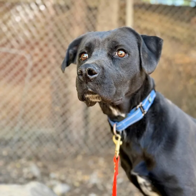 A young medium-sized female Black Pit Bull Terrier dog named Chloe for adoption in Mount Shasta, CA