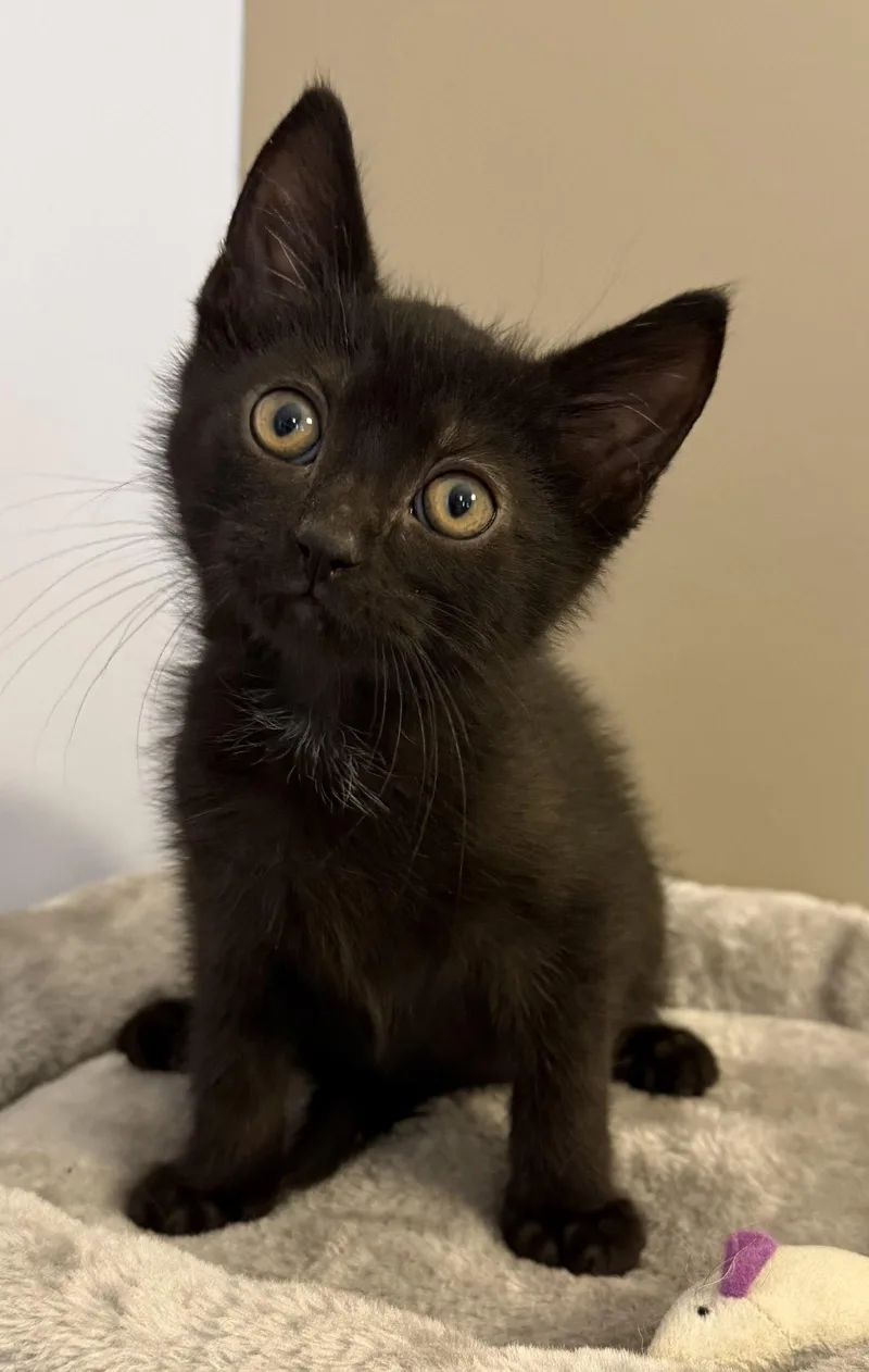 A young medium-sized male Black Domestic Short Hair cat named Howard for adoption in Elkins, WV