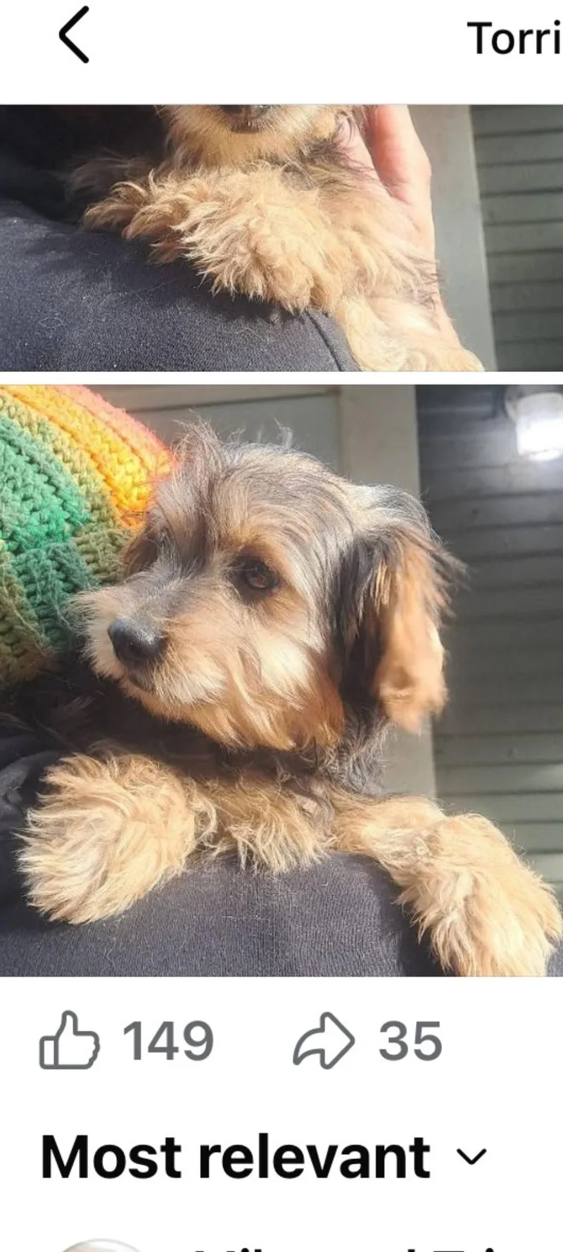 A young small-sized male Brown / Chocolate Yorkipoo dog named Sammy for adoption in Murphys, CA