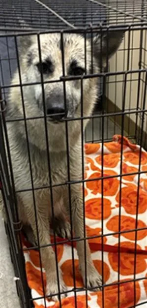 A young large-sized female German Shepherd Dog dog named Fern for adoption in Texas City, TX