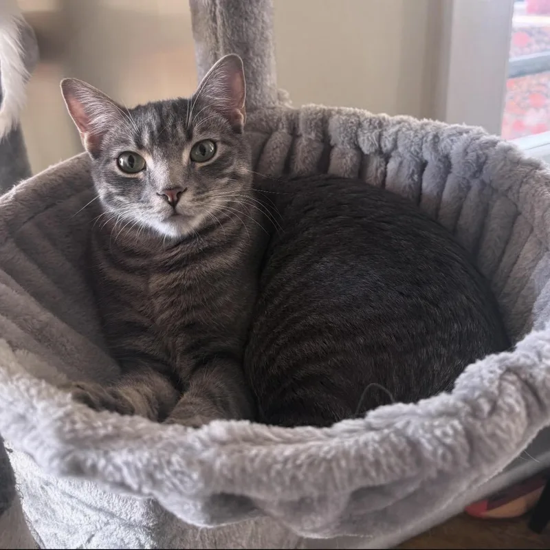 A young large-sized male Tabby (Gray / Blue / Silver) Domestic Short Hair cat named Fitz Gerald for adoption in Berkeley Springs, WV