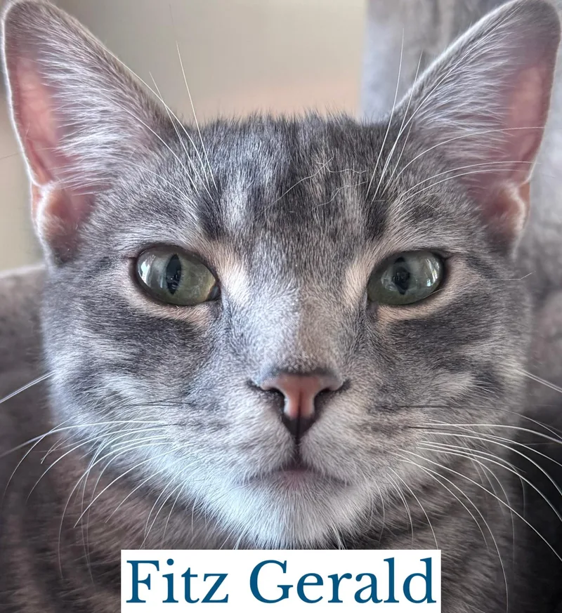 Fitz Gerald thumbnail 2