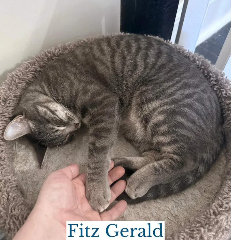 Fitz Gerald thumbnail 3