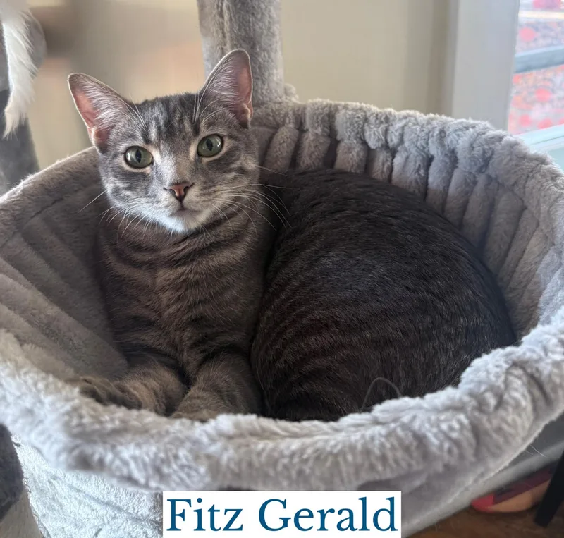 Fitz Gerald thumbnail 4
