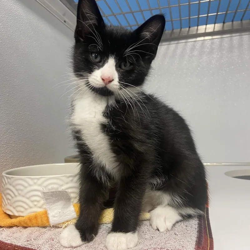 A baby small-sized male Black Domestic Short Hair cat named Cod for adoption in Binghamton, NY
