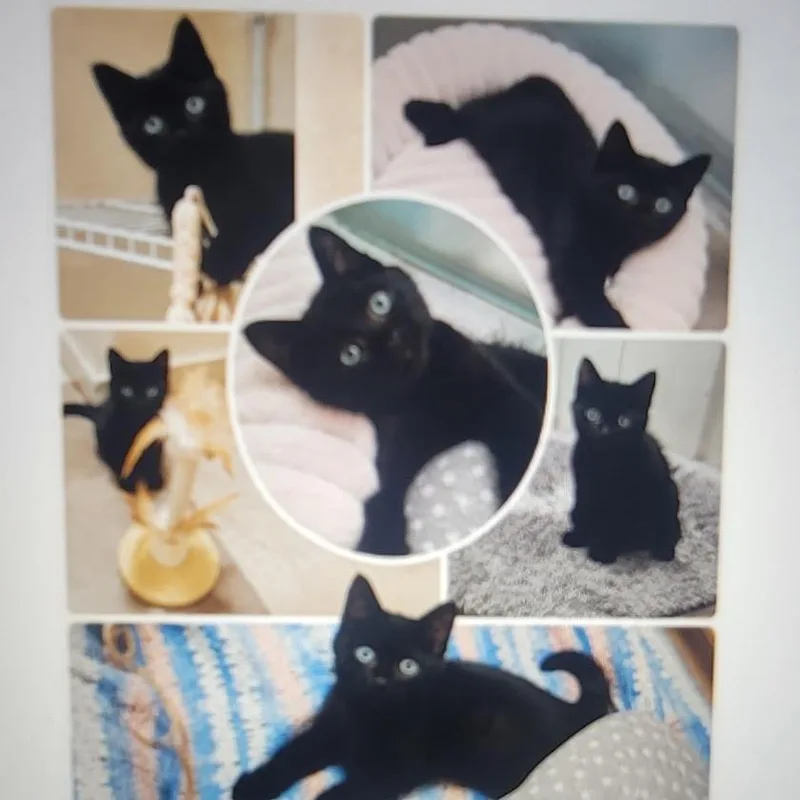 A baby small-sized female Black Domestic Short Hair cat named Juju for adoption in Spokane, WA
