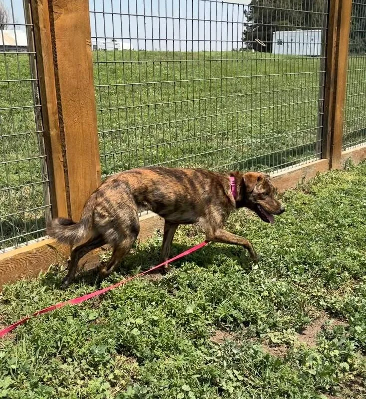 An adult medium-sized female Brindle Catahoula Leopard Dog dog named Sukia for adoption in Fort Collins, CO