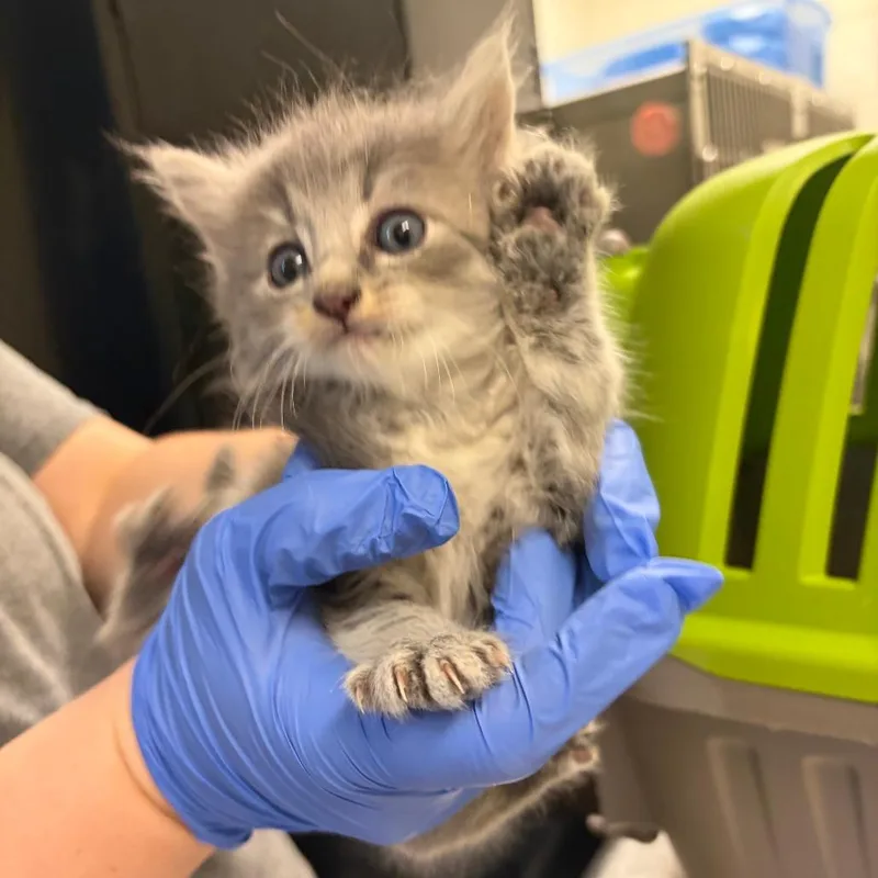 A baby small-sized female Domestic Medium Hair cat named Boo for adoption in Charlottesville, VA