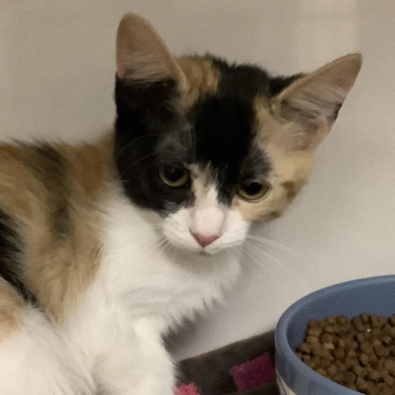 A baby small-sized female Calico Domestic Short Hair cat named Tangerine for adoption in Redwood City, CA