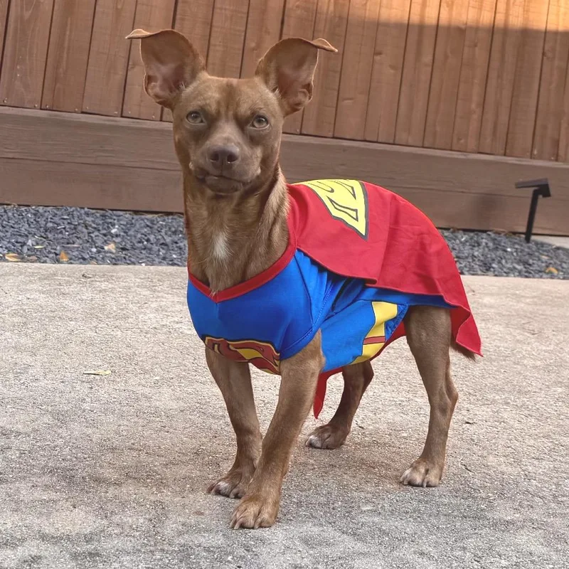 A baby small-sized male Red / Chestnut / Orange Chihuahua dog named Jack for adoption in Houston, TX