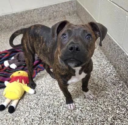 A young medium-sized male Mixed Breed dog named Ruffer for adoption in Westland, MI