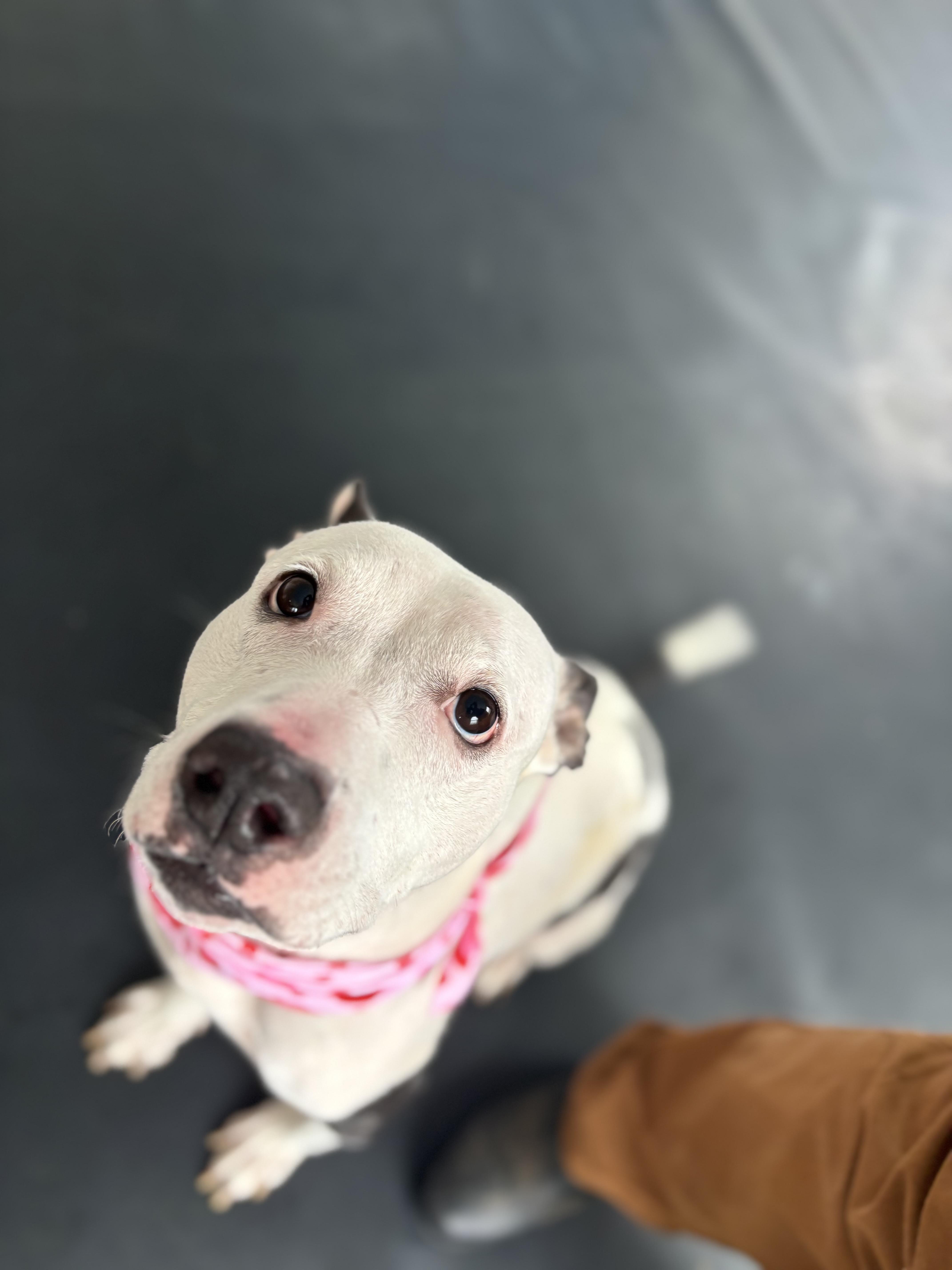 An adult large-sized female White / Cream Pit Bull Terrier dog named Anna for adoption in Felton, PA