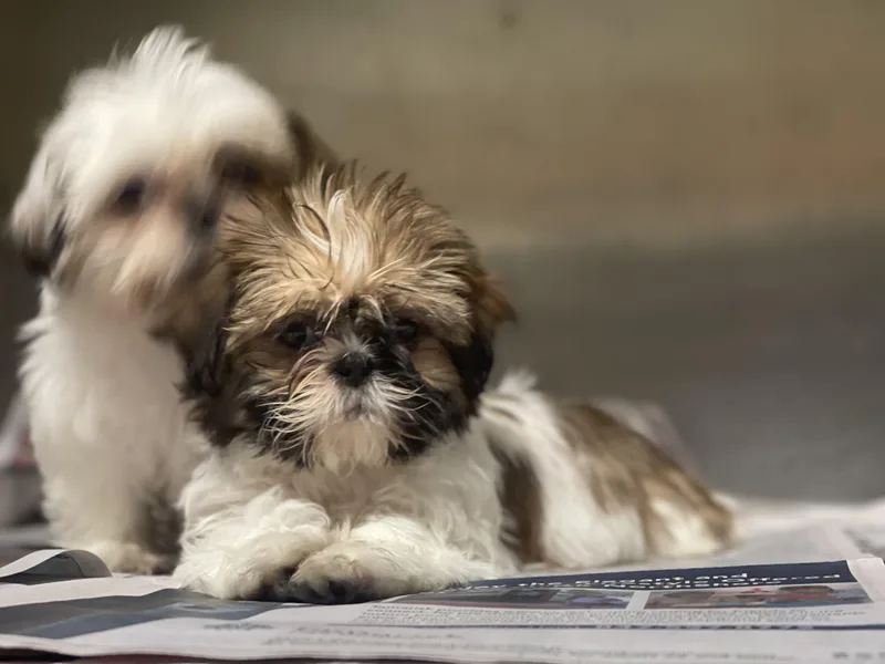 A baby small-sized female Bicolor Shih Tzu dog named Lilliana for adoption in Northlake, IL