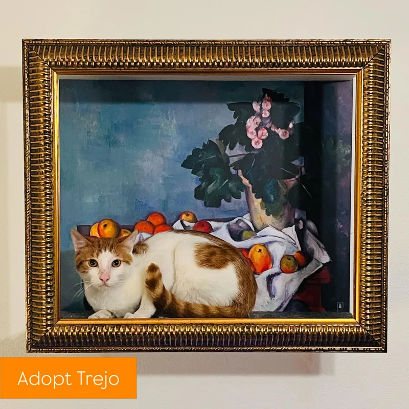 A young medium-sized male Orange / Red Turkish Van cat named Trejo for adoption in Los Angeles, CA