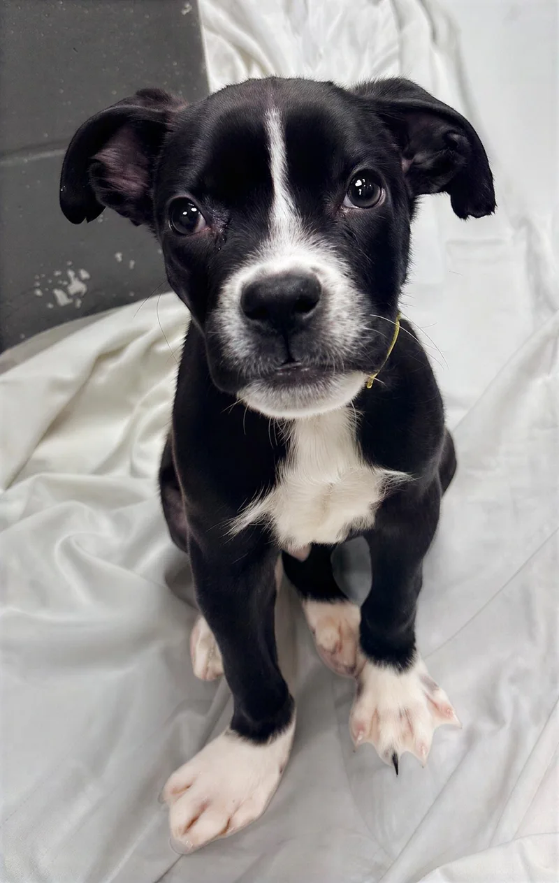 A baby medium-sized male Black Mixed Breed dog named Buzzard for adoption in Nashville, TN