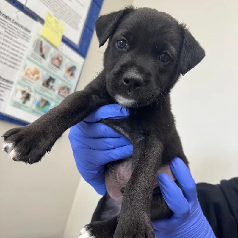 A baby small-sized male Black Mixed Breed dog named Sleep Token for adoption in Columbiana, AL