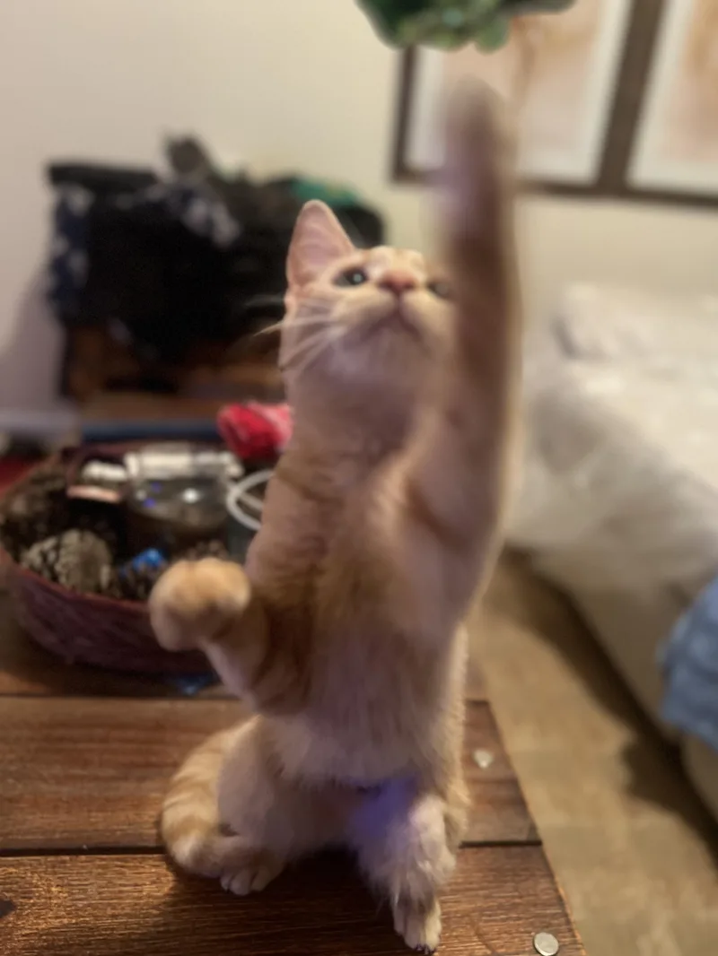 Fiona N.  Miracle thumbnail 2