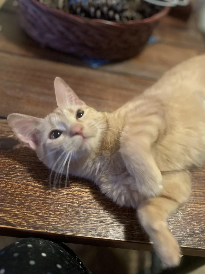 Fiona N.  Miracle thumbnail 3