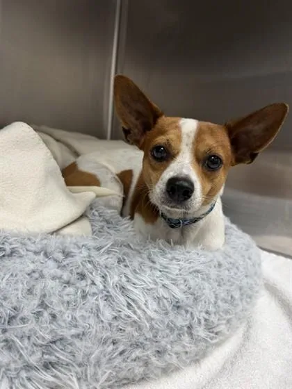 An adult small-sized male Parson Russell Terrier dog named Wally for adoption in Largo, FL
