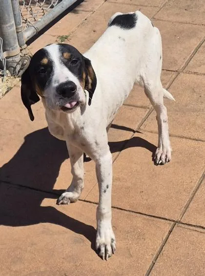 A young medium-sized male Hound dog named Earle for adoption in Shreveport, LA