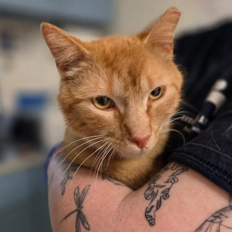 An adult medium-sized male Orange / Red Domestic Short Hair cat named Shaboom! for adoption in Charleston, WV