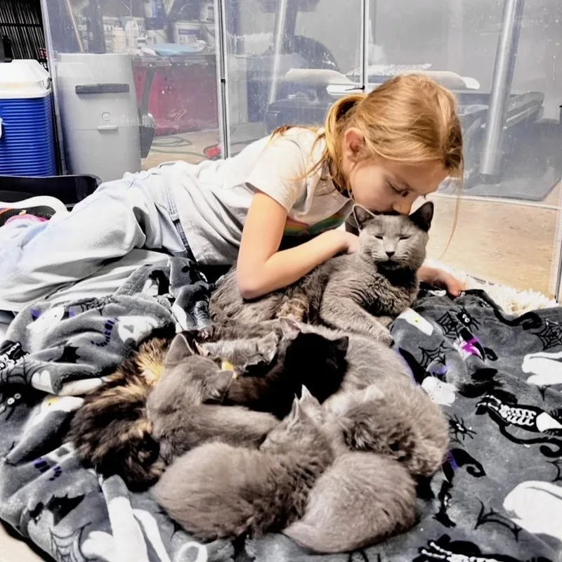 A baby large-sized female Gray / Blue / Silver Domestic Medium Hair cat named Flute for adoption in Griswold, CT
