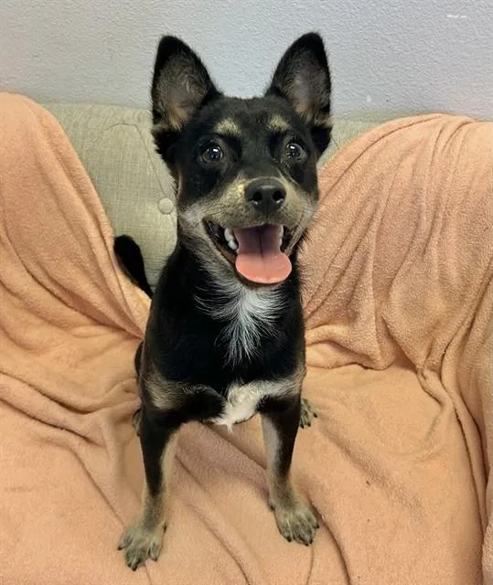 A young small-sized male Border Terrier dog named True for adoption in Salinas, CA