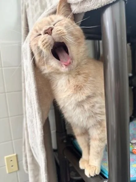 An adult medium-sized male Domestic Short Hair cat named Milo for adoption in Healdsburg, CA